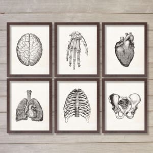 Human Anatomy Vintage Instant Download Printable Wall Art - Set of 6 8x10 - Doctor Office Hospital Decor Medical Student Gift Best Seller