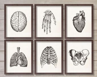 Medical Art Student Gift Printable Instant Download Printable Wall Art- Set of 6 8x10 Human Anatomy Doctor Office Hospital Decor Best Seller