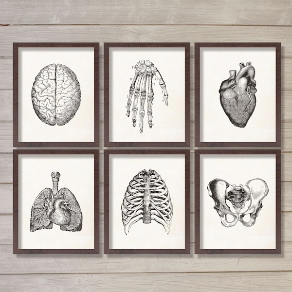 Human Anatomy Vintage Instant Download Printable Wall Art - Set of 6 8x10 - Doctor Office Hospital Decor Medical Student Gift Best Seller