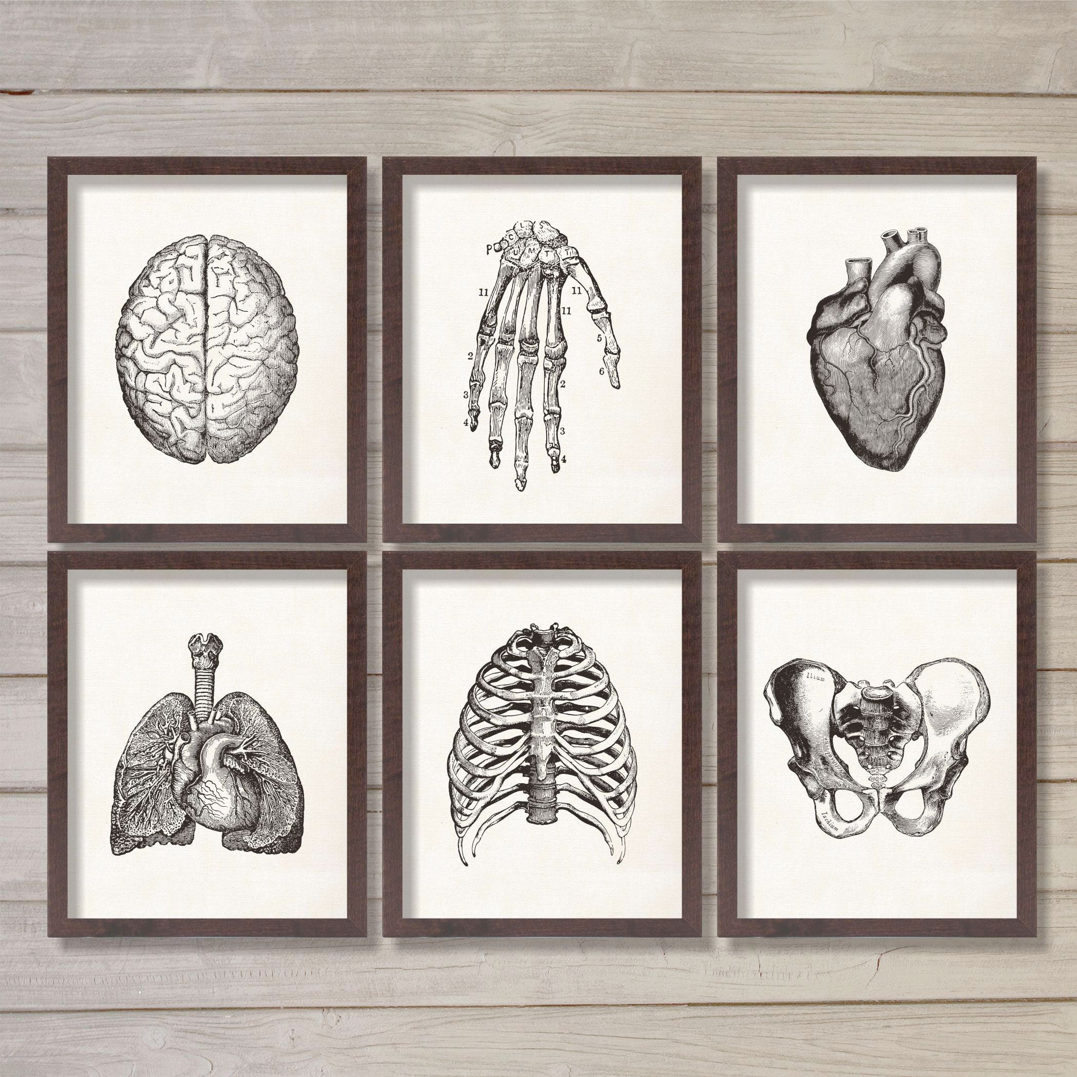 Human Anatomy Vintage Instant Download Printable Wall Art Etsy Singapore