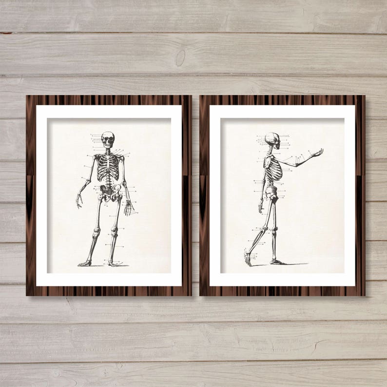 Human Skeleton Vintage Instant Download Printable Wall Art - Etsy