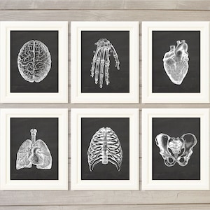 Human Anatomy Vintage Blackboard Instant Download Printable Wall Art Medical Student Gift Set of 6, 8x10 Doctor Hospital Decor Best Seller