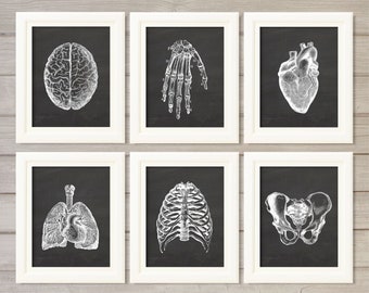 Human Anatomy Vintage Blackboard Instant Download Printable Wall Art Medical Student Gift Set of 6, 8x10 Doctor Hospital Decor Best Seller