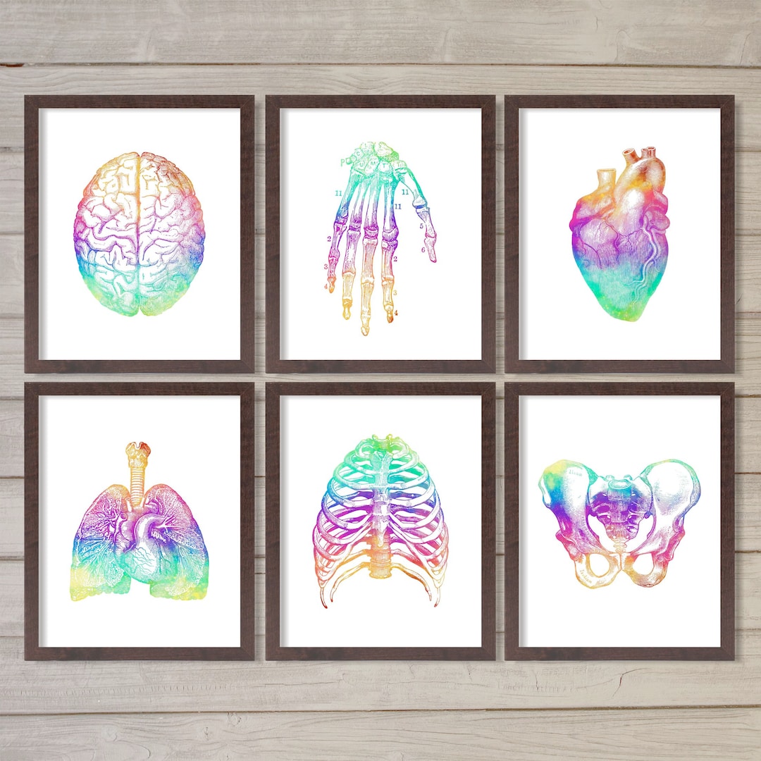 Human Anatomy Retro Rainbow Instant Download Printable Wall Art Set of ...