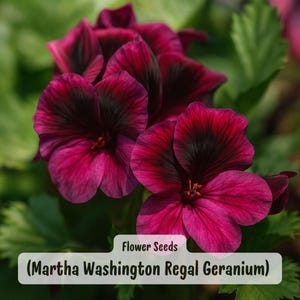 May include: Close-up of Martha Washington Regal Geranium flowers. The flowers are a deep magenta with dark burgundy centers and veins. The image includes the text "Flower Seeds" and "(Martha Washington Regal Geranium)" in a white box.