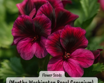 Può includere: Primo piano di fiori di geranio Regal Martha Washington. I fiori sono di un magenta intenso con centri e venature bordeaux scuro. L'immagine include il testo "Flower Seeds" e "(Martha Washington Regal Geranium)" in un riquadro bianco.