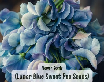 Lunar Blue Sweet Pea Seeds: Fragrant Climbing Flower, Trellis Blooms, Easy Annual (50 Seeds)