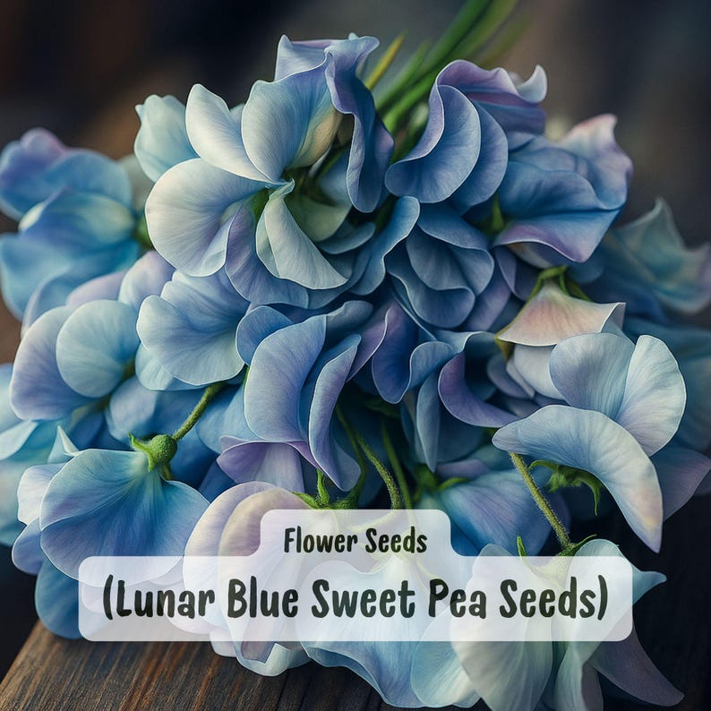 Lunar Blue Sweet Pea Seeds