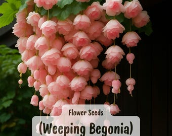 Rainbow or Light Pink Weeping Begonia 25 Seeds: Hanging Basket Flowers, Shade Garden Planting