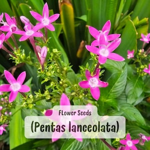 25 Pink Pentas Seeds: Butterfly-Attracting Star Blooms