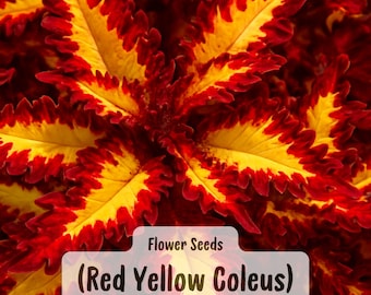 Red Yellow Coleus Seeds: Colorful Foliage, Shade Loving