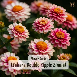 May include: Close-up of vibrant Zahara Double Ripple Zinnia flowers. The petals are a mix of white and pink, with a bright orange center. The image also includes the text "Flower Seeds" and "(Zahara Double Ripple Zinnia)".