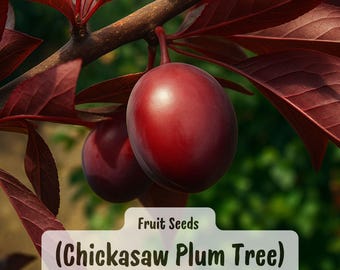 May include: Close-up of a Chickasaw Plum Tree branch with two ripe, deep red plums. The leaves are a matching deep red color, and the background is a blurred green. The text "Fruit Seeds (Chickasaw Plum Tree)" is displayed.