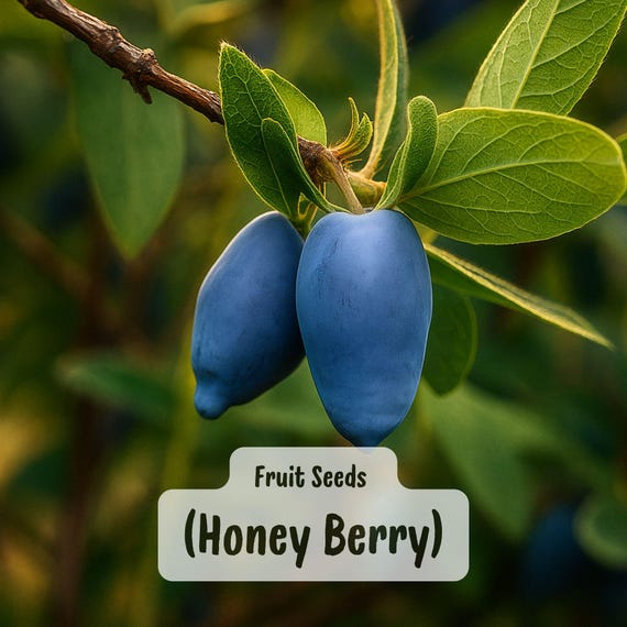 Honey Berry (5) Seeds: Lonicera Caerulea Edulis, Hardy Edible Blue Fruit  Shrub - Etsy
