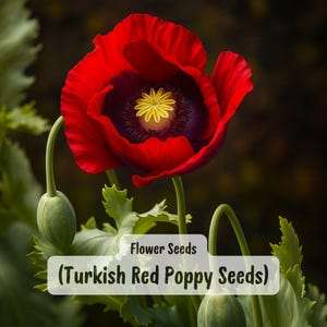 May include: A vibrant red Turkish Red Poppy flower with a dark purple center and yellow stamens. The image also shows green seed pods and leaves. Text on the image reads "Flower Seeds (Turkish Red Poppy Seeds)".