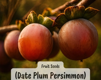 May include: Close-up of date plum persimmons on a branch. The fruits are round, with a reddish-orange hue and a smooth texture. The image includes the text "Fruit Seeds" and "(Date Plum Persimmon)" in a white banner.