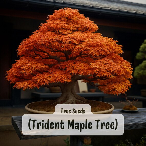 Trident Maple Seeds: Acer Buergerianum, Hardy Bonsai Tree With Fall Colors  - Etsy