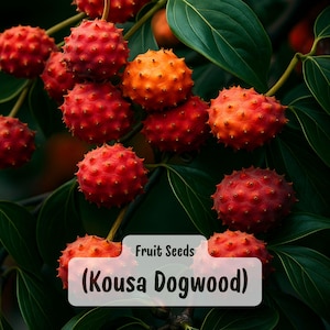 May include: Close-up of Kousa Dogwood fruit seeds. The image shows clusters of vibrant red and orange, spiky fruits against a backdrop of dark green leaves. The text "Fruit Seeds (Kousa Dogwood)" is displayed in a white box.