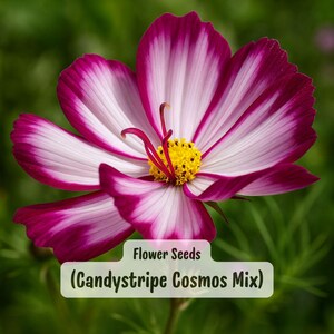 May include: A close-up of a Candystripe Cosmos flower with white and magenta petals and a yellow center. The flower has a delicate, layered appearance. The image includes the text "Flower Seeds (Candystripe Cosmos Mix)".