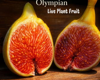 Olympian Fig Tree 1 Live Bare Root Starter Plant: Ficus Carica, Cold Hardy Fruit
