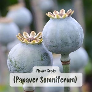 May include: Close-up of two pale blue poppy seed pods with beige and yellow crowns. The image includes the text "Flower Seeds (Papaver Somniferum)" in a white box, indicating the product category.