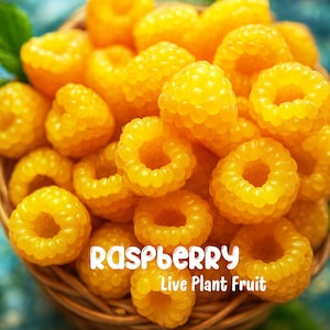 May include: A close-up shot of a basket filled with vibrant yellow raspberries. The berries are clustered together, showcasing their textured surfaces and open centers. The text "RASPBERRY Live Plant Fruit" is displayed in white.