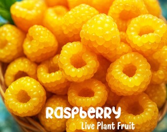 May include: A close-up shot of a basket filled with vibrant yellow raspberries. The berries are clustered together, showcasing their textured surfaces and open centers. The text "RASPBERRY Live Plant Fruit" is displayed in white.