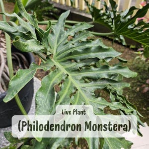 Philodendron Monstera Deliciosa Tree – Live Split Leaf Plant (1 Gallon, No Pot)