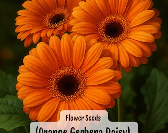 200 semillas de gerbera naranja: una flor vibrante para el jardín