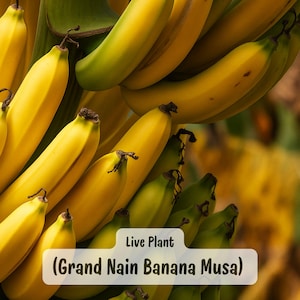 Grand Nain Banana Plant, Musa, Live 2.5&quot; Pot, Fast Growing Edible Fruit, Hardy in Zones 8-11, Easy Indoor/Outdoor Tropical Plant