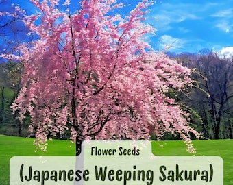 Weeping Cherry Blossom Tree Seeds: Prunus Pendula, Japanese Sakura