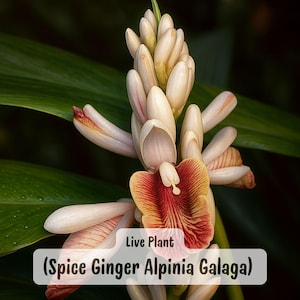 Galangal Spice Ginger Plant: Thai Cooking Herb - Live 4&quot; Pot