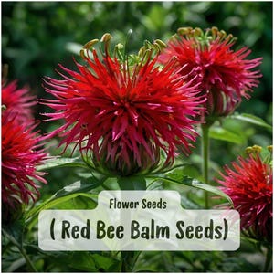 May include: Close-up of vibrant red Bee Balm flowers with spiky petals, surrounded by green leaves. The image includes text that reads "Flower Seeds (Red Bee Balm Seeds)". The flowers are in full bloom, showcasing their bright color.