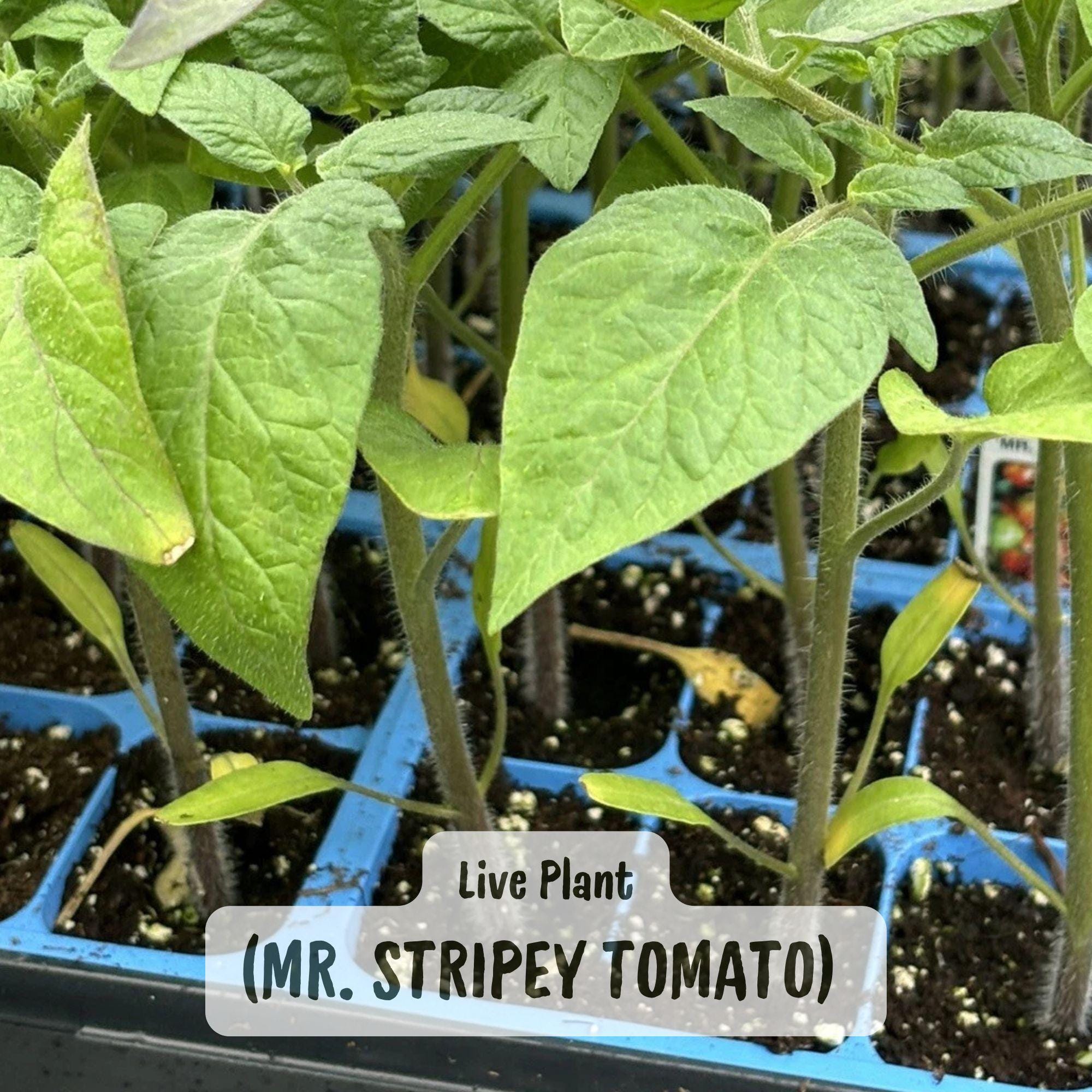 Mr. Stripey Heirloom Tomato Live Plants - Fast Growing - Lot of 2-4 - Etsy