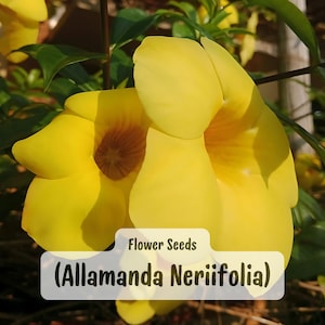 Golden Trumpet Vine Seeds: Rare Tropical Yellow Flower (10 Seeds)