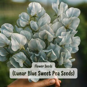 Lunar Blue Sweet Pea Seeds