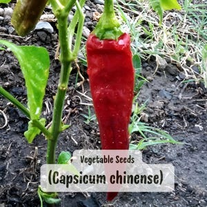 Guam Boonie Pepper Seeds: Doni Sali Heirloom Chili - Ultra Hot