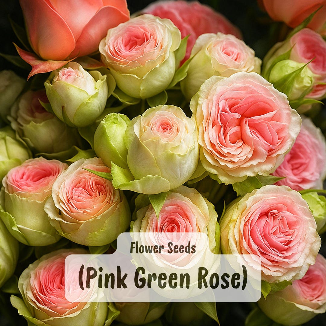Pink Green Rose 10 Seeds: Perennial Shrub Flower Bush - Etsy
