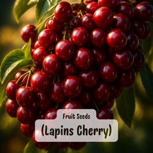 May include: A close-up of a cluster of ripe, dark red Lapins cherries on a branch with green leaves. The text "Fruit Seeds (Lapins Cherry)" is displayed on a white rectangular label.
