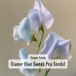 Lunar Blue Sweet Pea Seeds