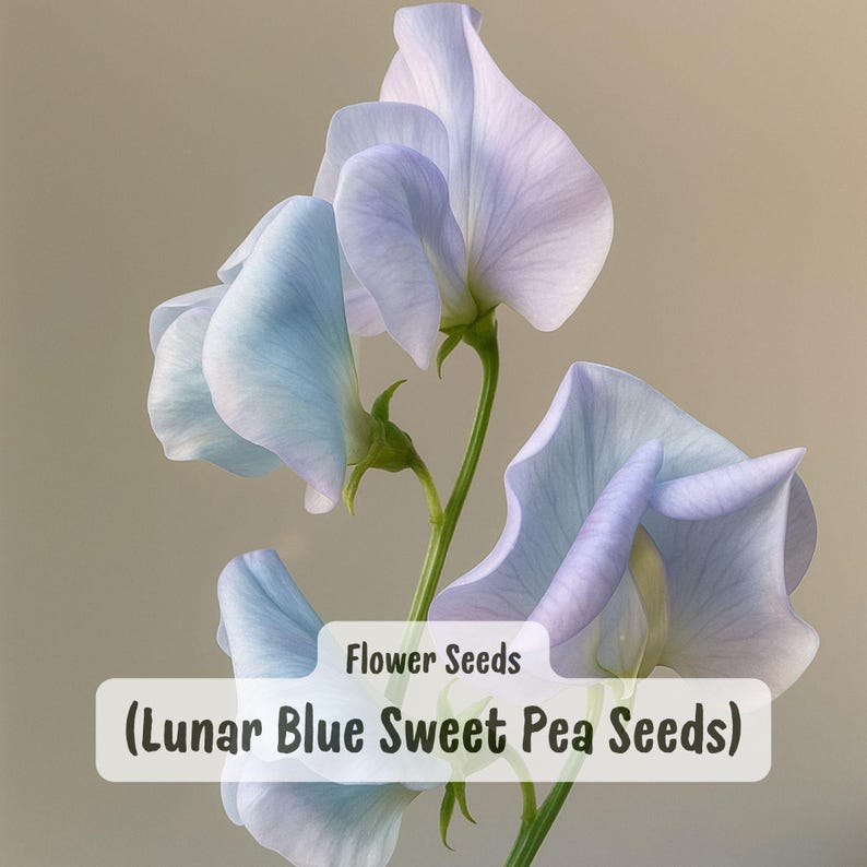 Lunar Blue Sweet Pea Seeds