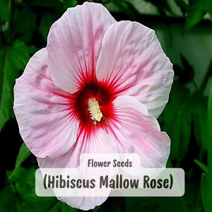 Pink Swamp Mallow Rose Seeds: Hardy Hibiscus moscheutos, 6-9&quot; Blooms