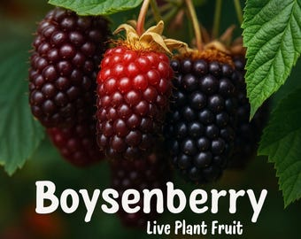May include: Close-up of boysenberries, with a gradient of colors from red to dark purple. The image includes the text "Boysenberry" and "Live Plant Fruit". Green leaves and stems are visible in the background.