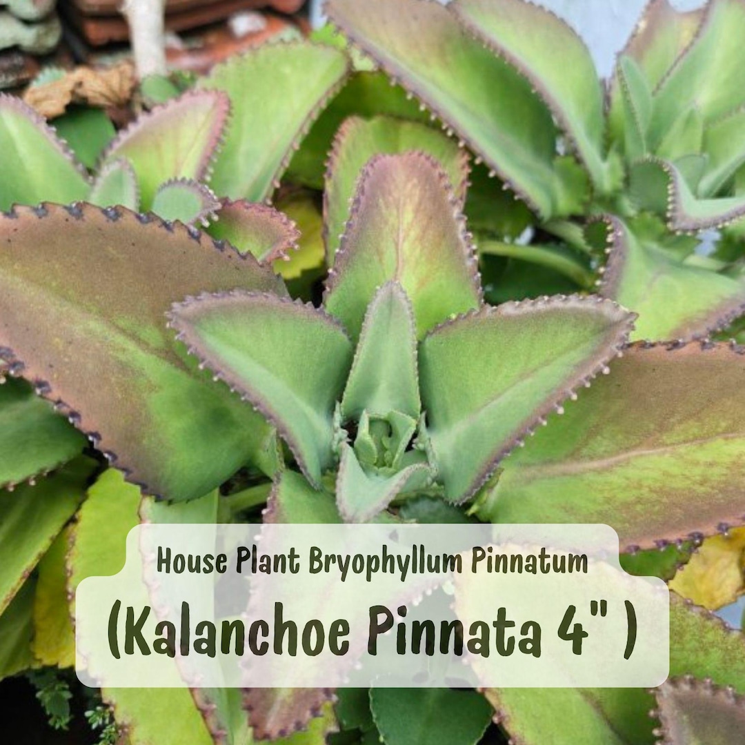Kalanchoe Pinnata Miracle Leaf / Life Plant Bryophyllum Pinnatum 4 ...