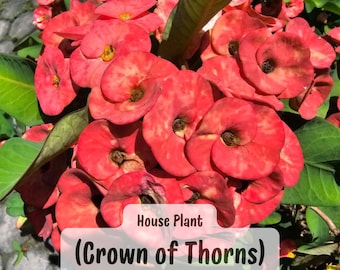 May include: Close-up of a house plant with bright red flowers. The plant is called "Crown of Thorns".