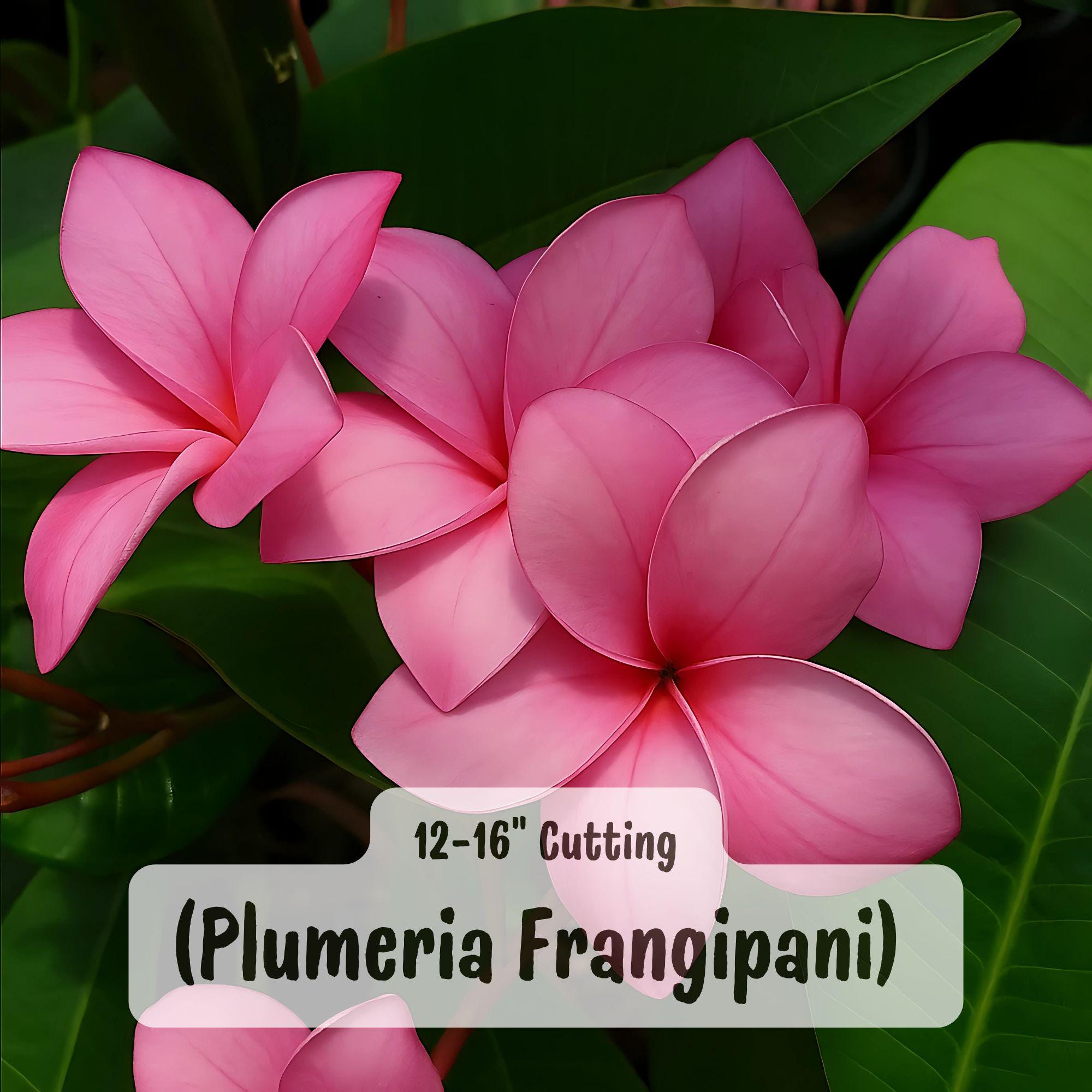 Mely's Pink Plumeria Cutting: Frangipani Tropical Flower, 12-16"