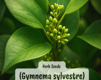Semillas de Gymnema Sylvestre (5): Semillas de plantas herbáceas raras, follaje verde