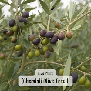 May include: A close-up of a Chemalali Olive Tree branch with green and purple olives. The leaves are a light green color. The text "Live Plant (Chemlali Olive Tree )" is displayed in a white box.