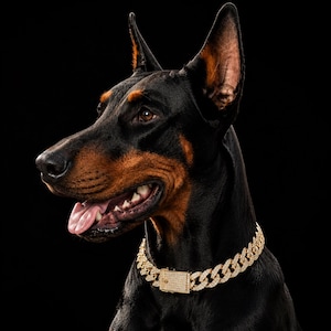 Könnte beinhalten: Ein Dobermann mit schwarzem und lohfarbenem Fell trägt ein goldfarbenes Panzerkettenhalsband, das mit klaren, funkelnden Steinen besetzt ist. Das Halsband hat einen rechteckigen Verschluss, der ebenfalls mit kleinen, reflektierenden Steinen bedeckt ist.