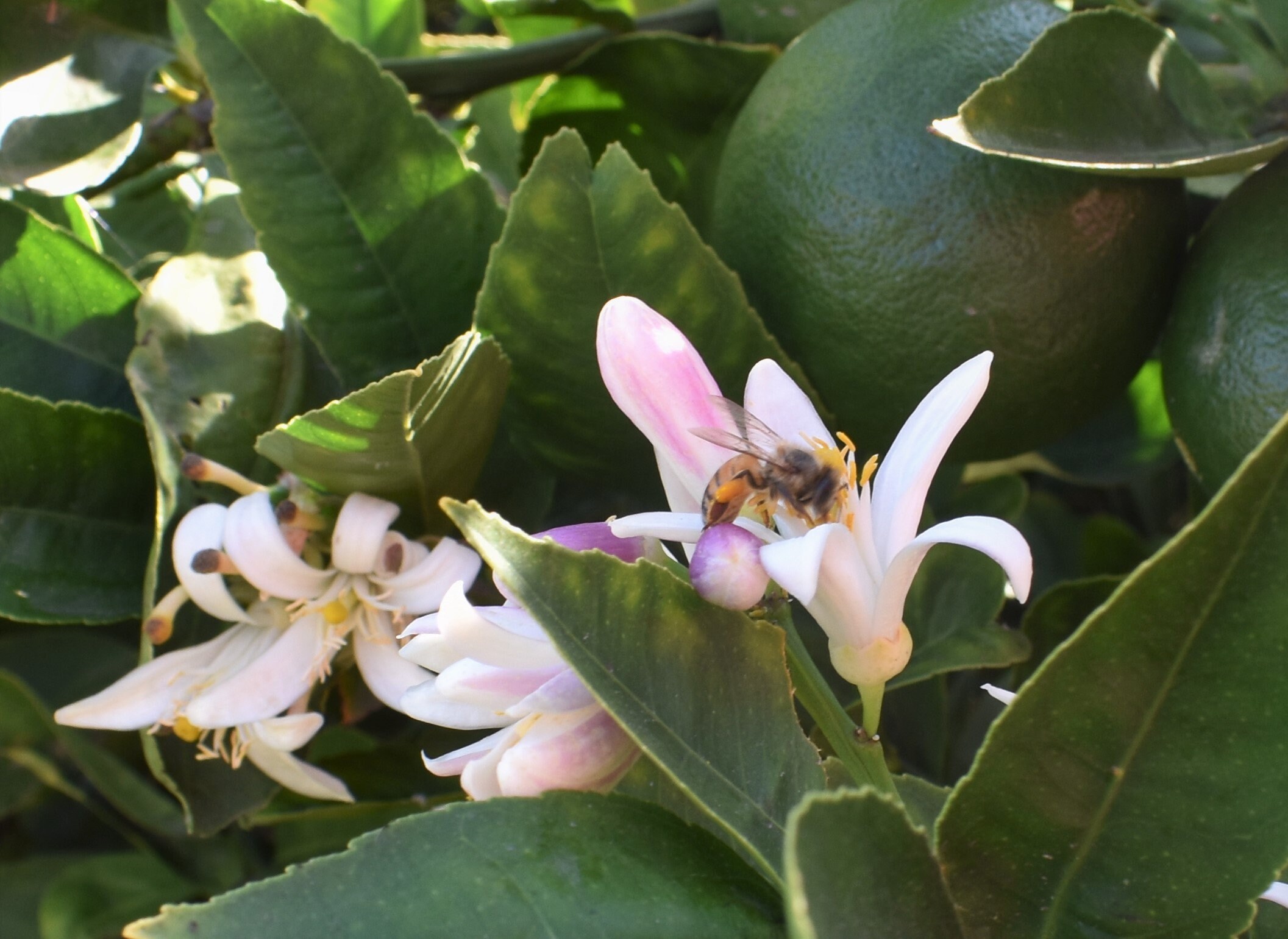 Lemon Blossom Perfume Organic Perfume Hand made perfume Artisan Natural Perfume Gift for her